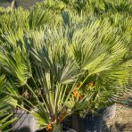 Palmička nízka (Chamaerops Humilis) - výška kmeňa 10-20 cm, celková výška 60-80 cm, kont. C15L  (-14°C) - 3 až 5 paliem v jednom kvetináči